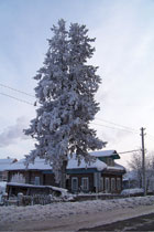 Ель на Северной